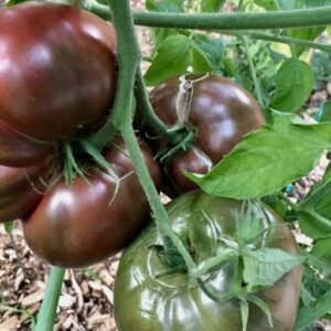 cherokee purple tomato