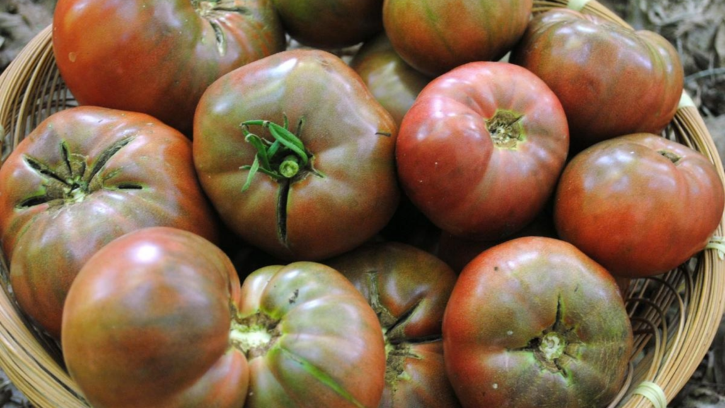 Basket of Cherokee Purple Tomatoes