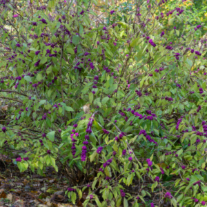 American Beautyberry Shrub