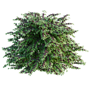 American Beautyberry Bush