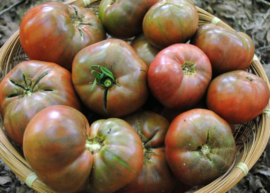 Basket of Cherokee Purple Tomatos